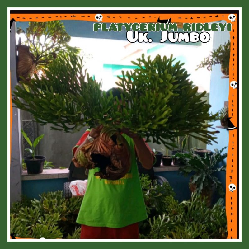 JUMBO Platycerium Ridleyi