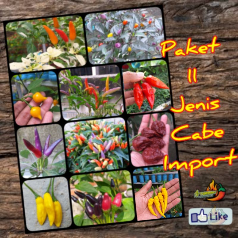 Paket Benih 11 jenis Cabe Hias Unik konsumsi