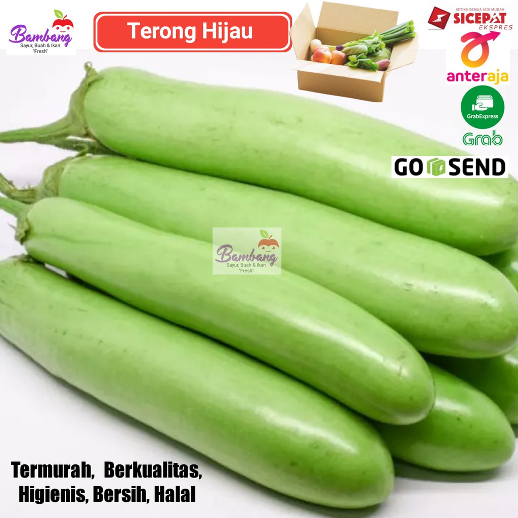 

terong hijau sayur segar terong sayur fresh 1 pcs