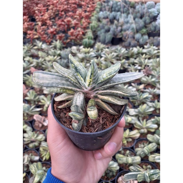 gasteria nigrigent variegata