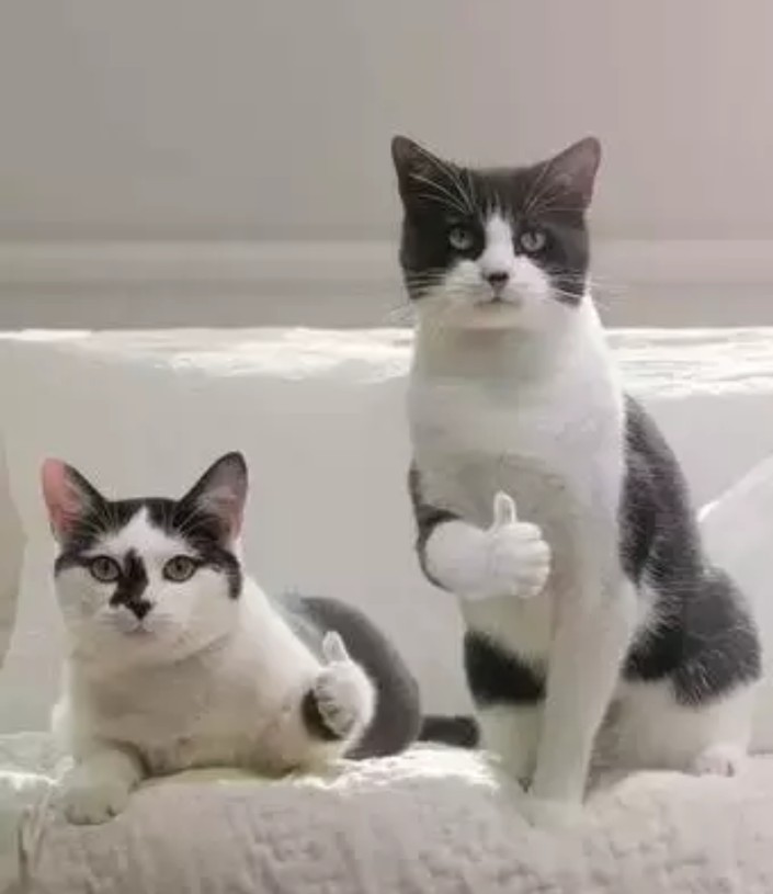 Kunci Pintu Rumah Window Home Security Pull Ring Bounce Door Bolt Diy Latch Lock