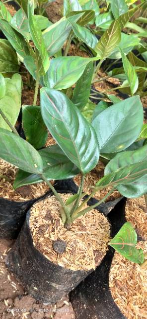 ROTUNDUM TIGER, AGLONEMA ROTUNDUM