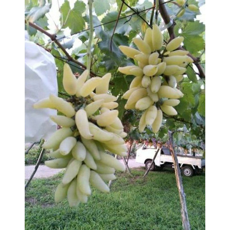 Bibit anggur import banana / hasil grafting cepat berbuah