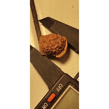 liontin rudraksha double ganesha dobel ganesha