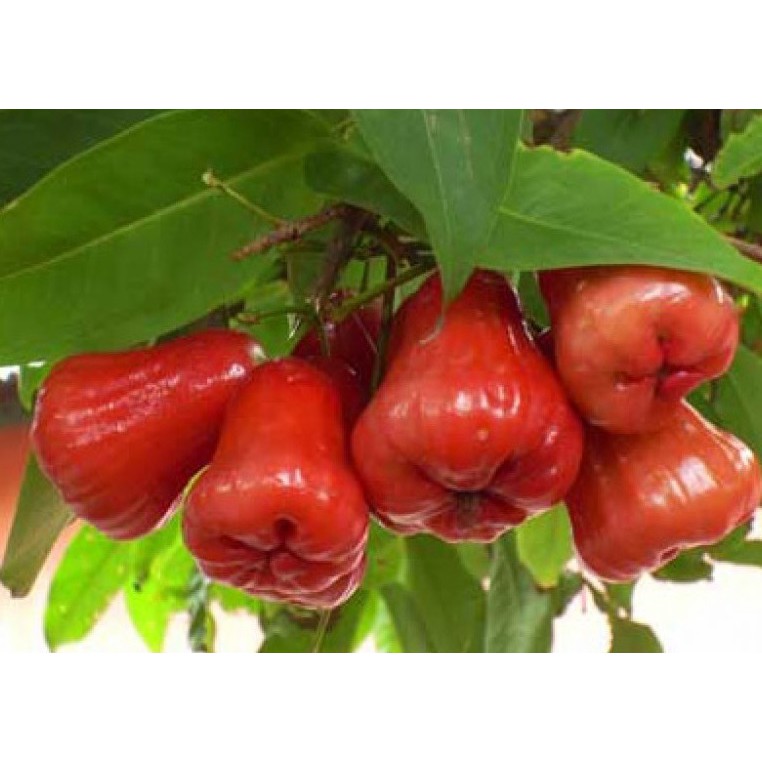 Bibit Jambu Air Kesuma Merah