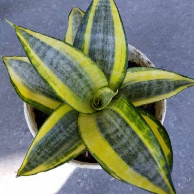 Sansiviera golden / sansiviera mini hahni golden / sansiviera mini