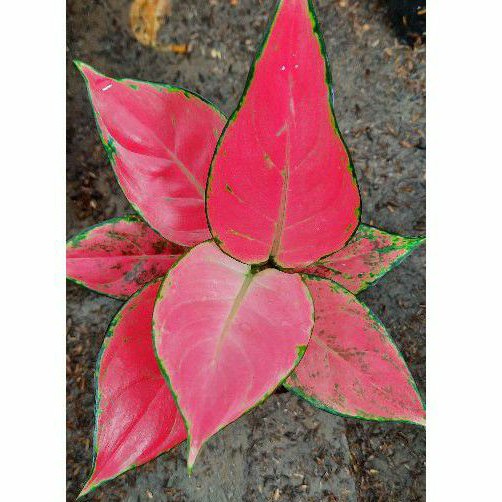 Aglaonema Pink Catrina