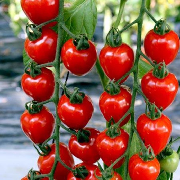 5 Benih tomat Cherry MERAH F1 KNOWN YOU SEED bibit tanaman sayur buah cerri ceri cherri chery