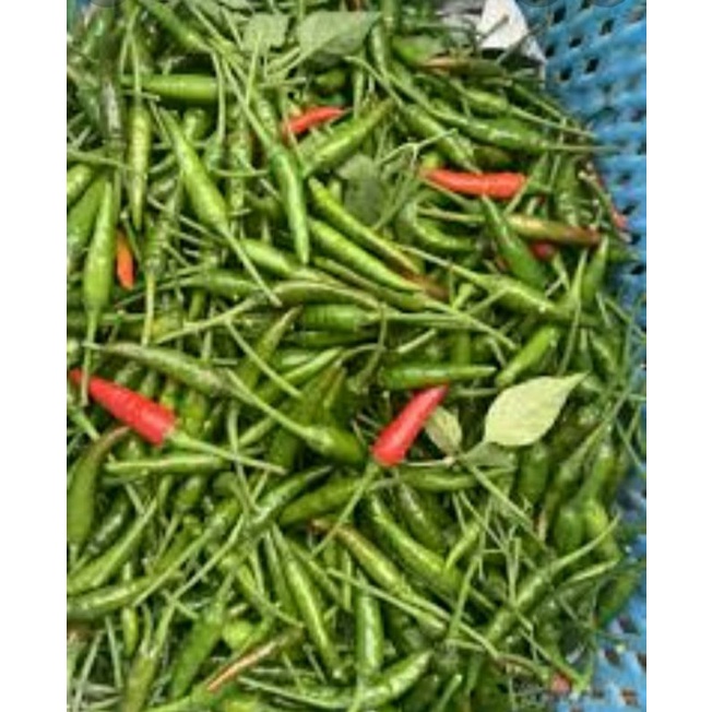 

cabe rawit ijo