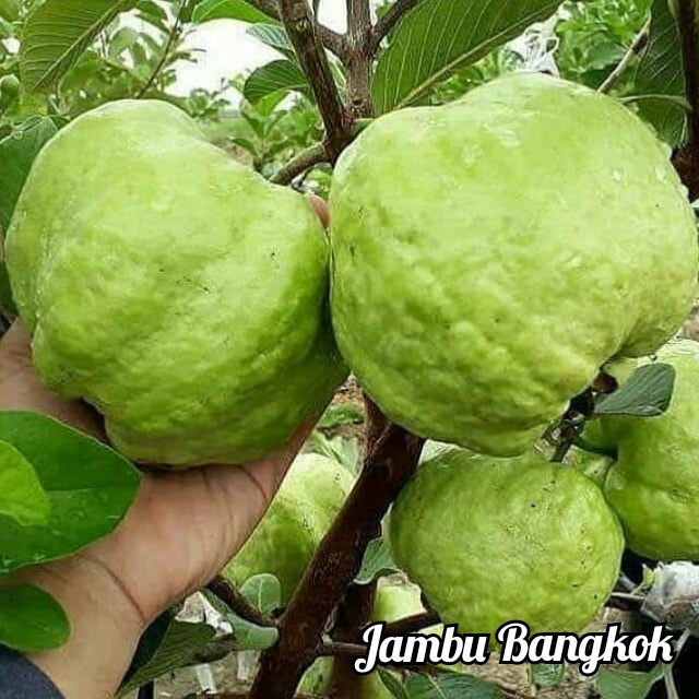 PROMO BIBIT JAMBU BIJI BANGKOK