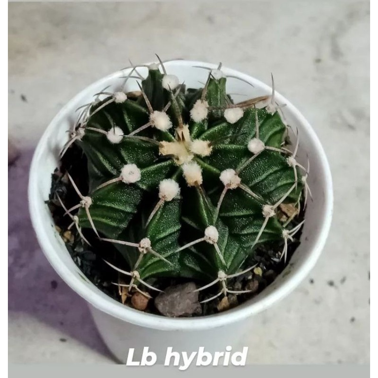 kaktus LB hybrid
