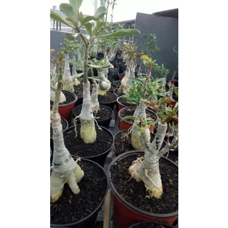 Adenium Kamboja Jepang  size B+ dan Size B