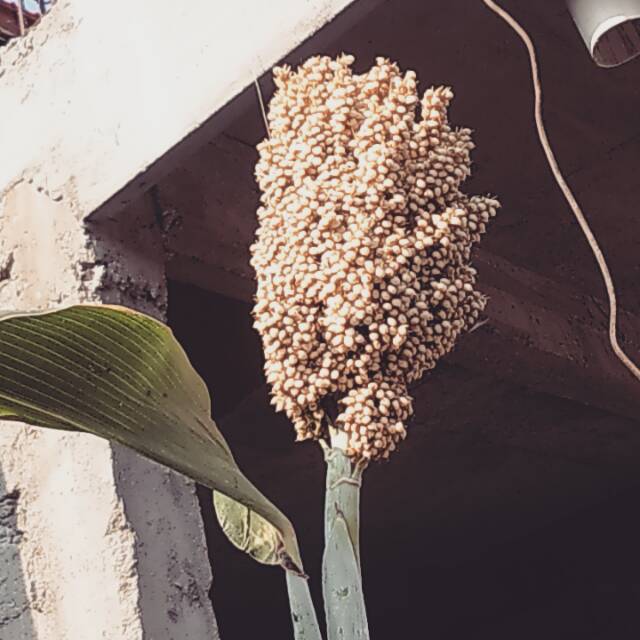 

Sorghum Cantel