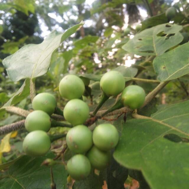 

Buah Takokak (Solanum torvum) atau terung pipit 250 gram