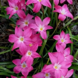 Bunga Hias Hidup Lily Pink Segar cantik Murah Bergaransi ...