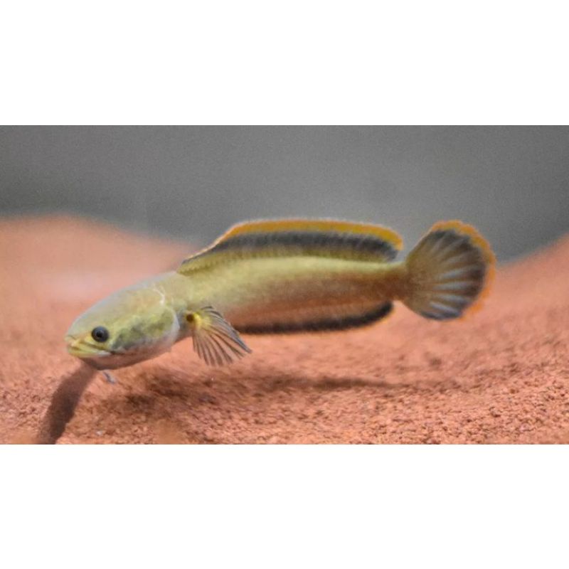 assesoris limbata cb bahan kontes 6-10cm