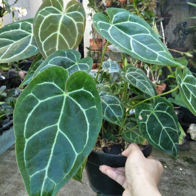 

Kuping gajah kecil