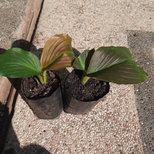 Kencur hitam / cekur hitam