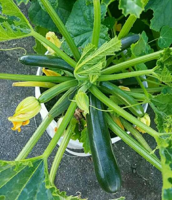 2 Biji - Benih Zucchini Hijau BLACK BEAUTY Tahan Panas