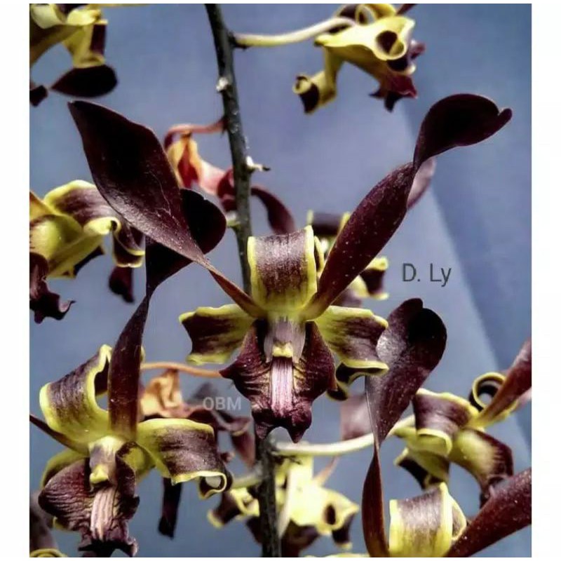 Seedling Anggrek Dendrobium Black Spider X Helix
