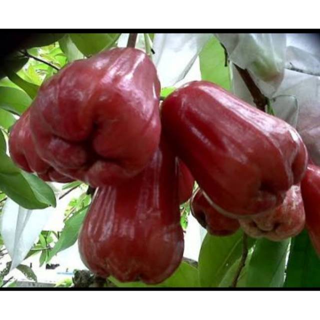 Tanaman Jambu Air Kesuma Merah