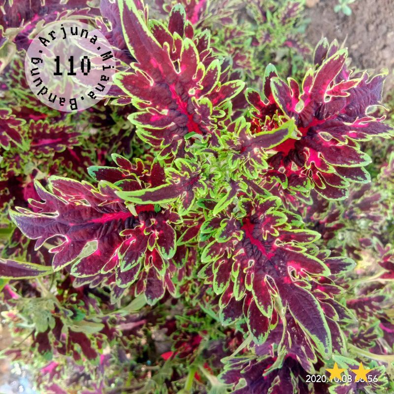 miana kode 110/ Arjuna Miana Bandung