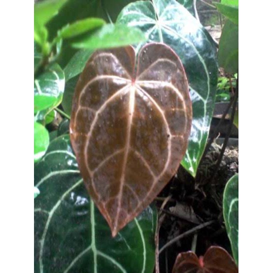 tanaman hias kuping gajah jumbo