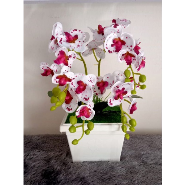 bunga anggrek , anggrek latex ,  bunga hias
