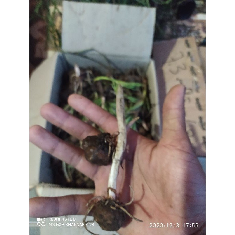 Bibit benih porang umbi kuncup