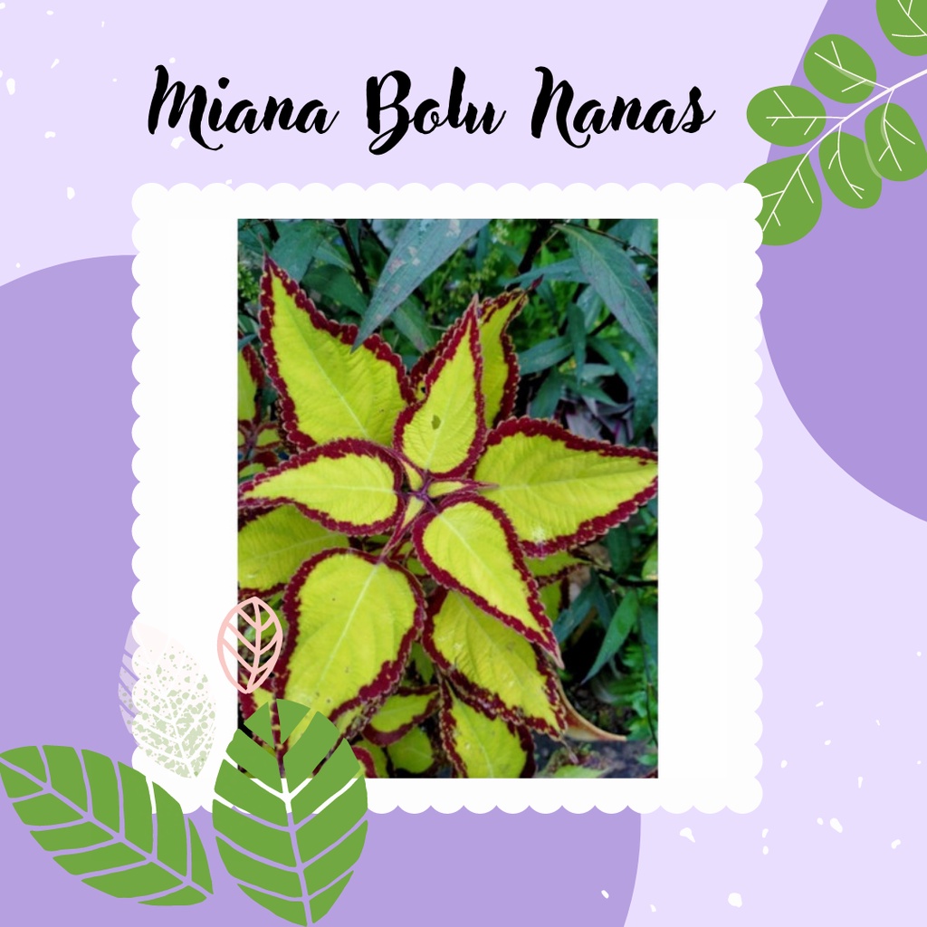 Miana Premium Tanaman Miana Premium Bolu Nanas Miana Bolu Nanas Miana Merah Kuning