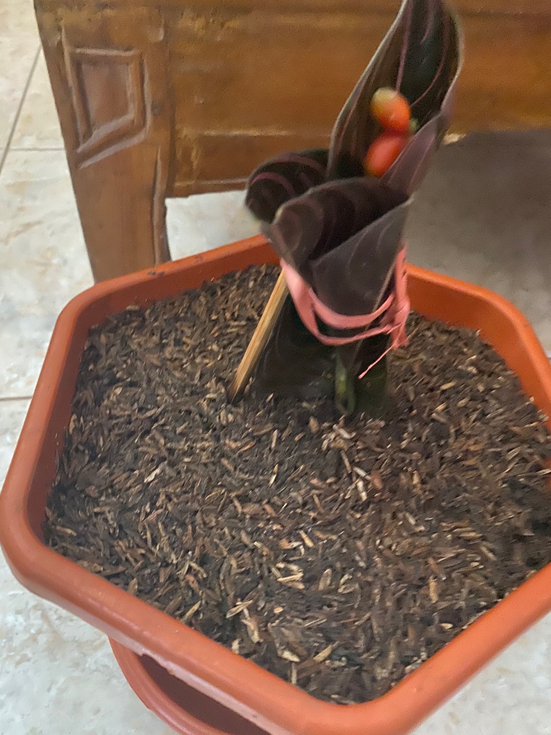 Aglonema Rotundum Aceh Yang Daun 3