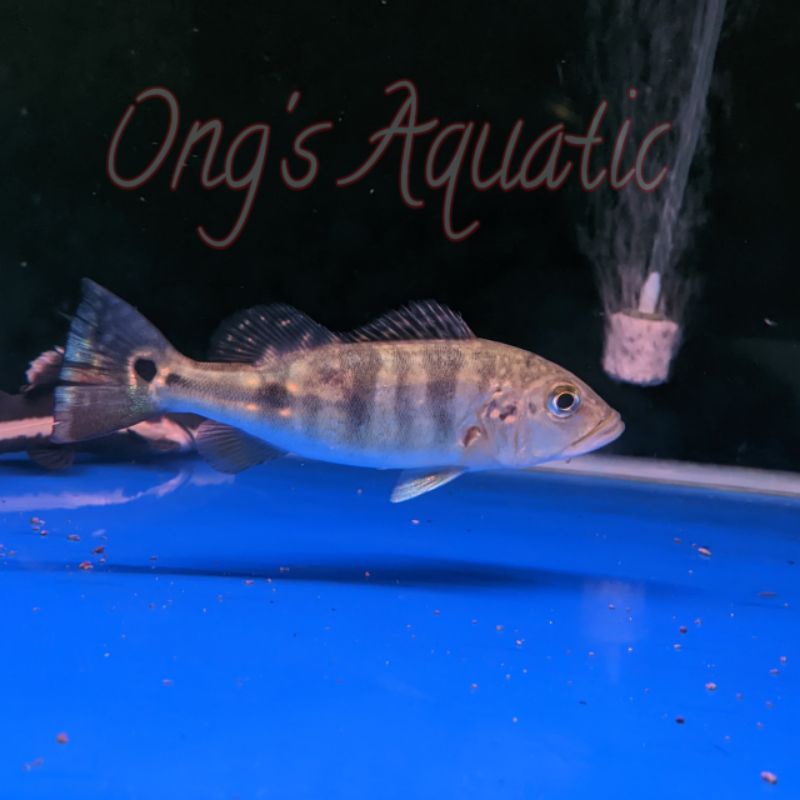 Pbass Blue Azul 16-17 cm - Ikan Predator