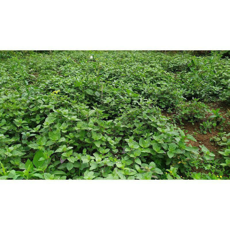 

Korzaln Daun Cincau Hitam Kering Bahan Dasar Cincau 1Kg