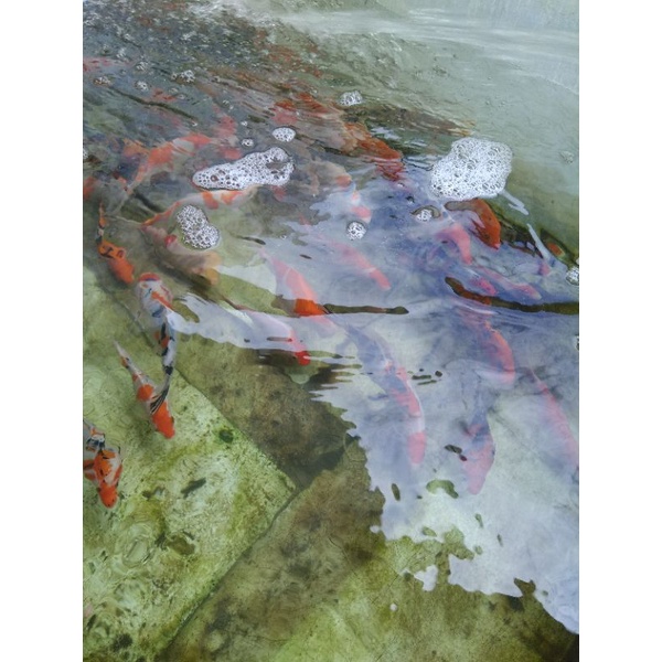 ikan mas koi perliter