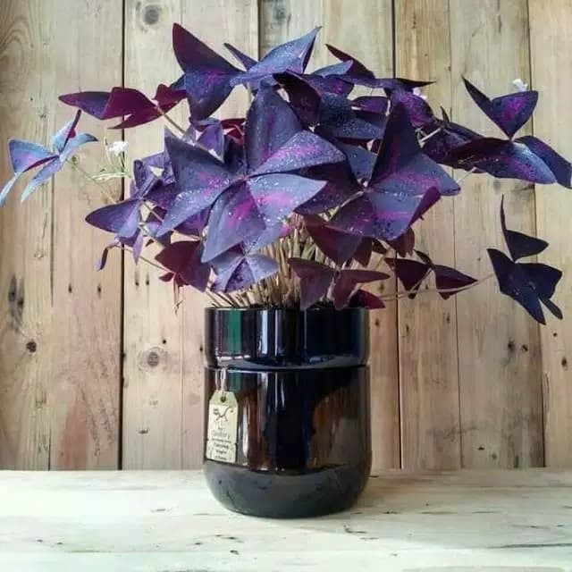 Tanaman Hias Indoor - Tanaman Kupu Kupu - Oxalis Tringuanis - Violet