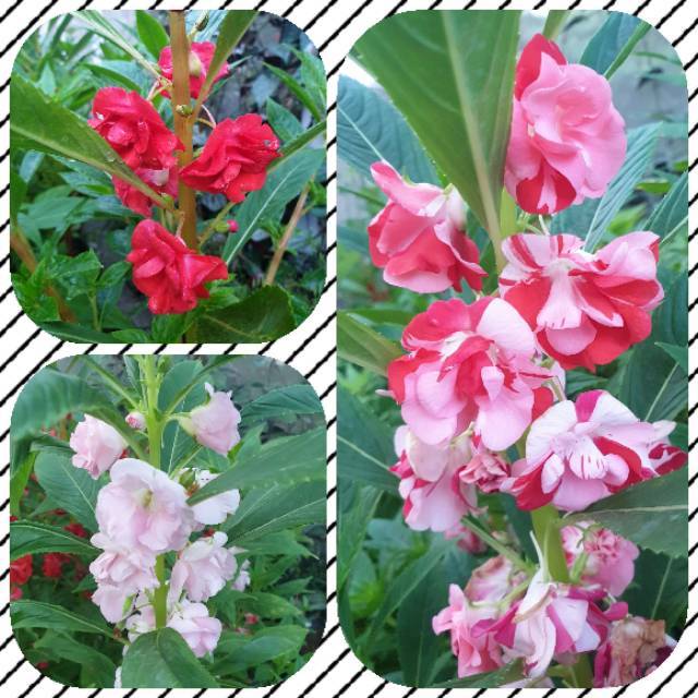 Benih Bunga Pacar Air Impatiens Balsamina Mix 3 Warna Shopee Indonesia