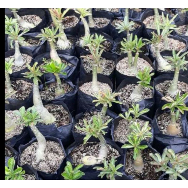 Bibit Bunga Tumpuk Adenium / Bibit Kamboja Jepang Bunga Tumpuk Import
