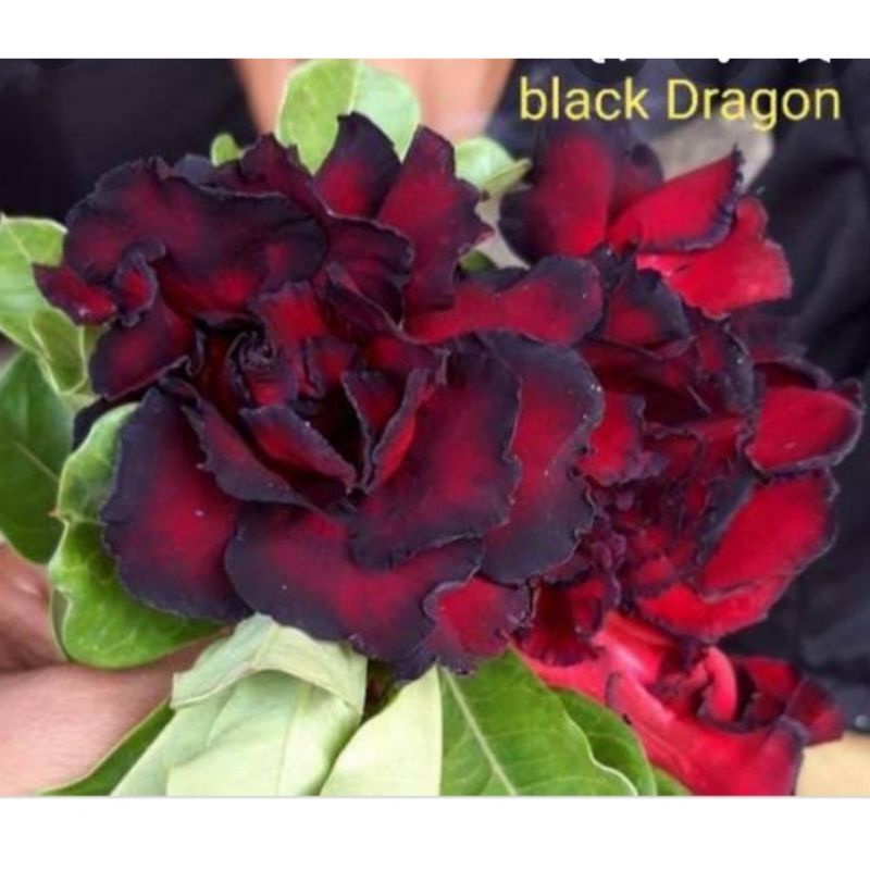 adenium bunga tumpuk size B