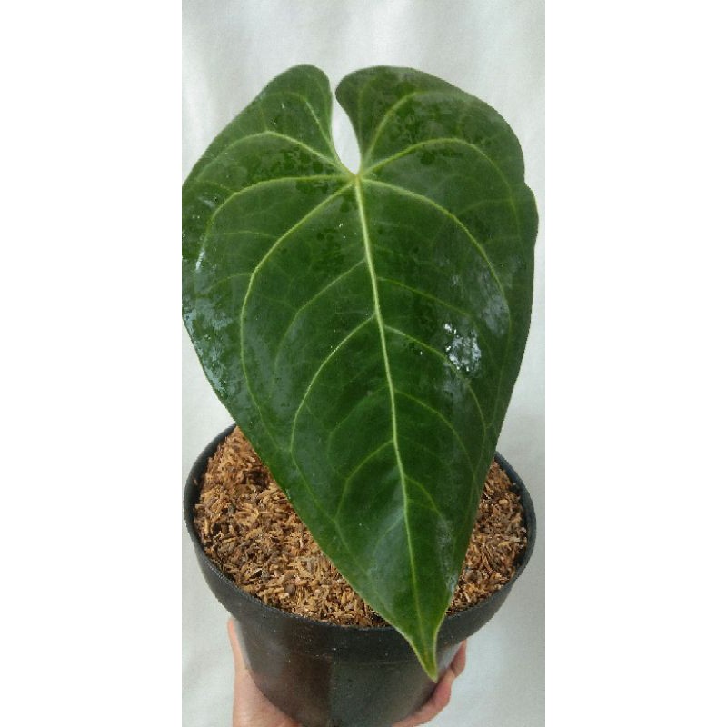 Anthurium Magnifikum Verde