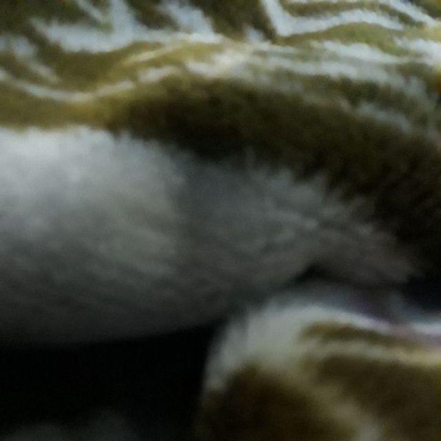 Baju Singlet Voli Printing Motif Batik Bermacam Warna Pilihan