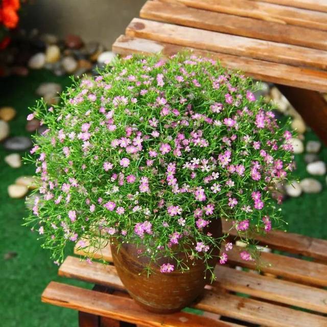 Benih Bibit Biji - Bunga Pink Baby Breath Merah Muda Gypsophila Elegans Pink Flower Seeds - IMPORT