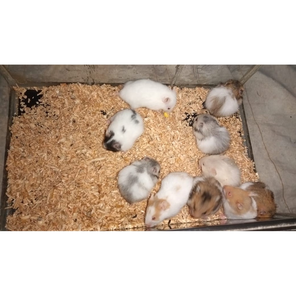 HAMSTER SYRIAN LONG HAIR/SHORT HAIR