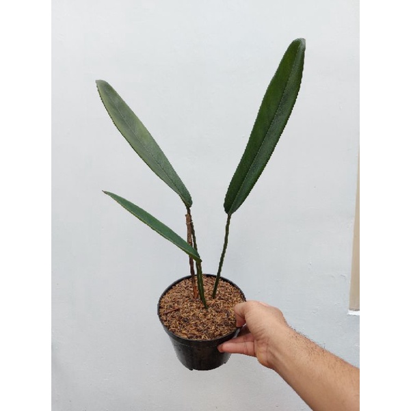 philodendron callosum