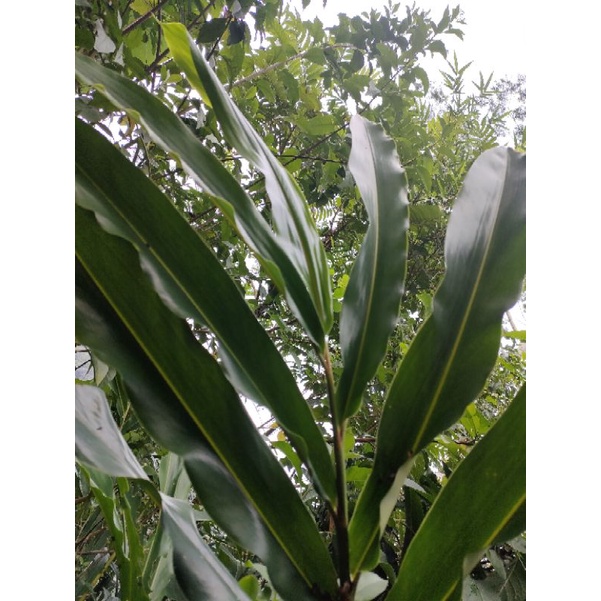 

daun walang rempah per 250 gram