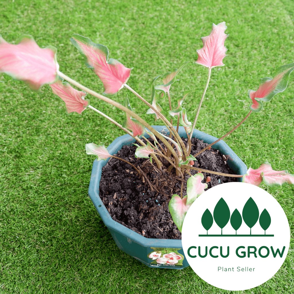 Tanaman Hias Keladi Keris / Caladium Keris