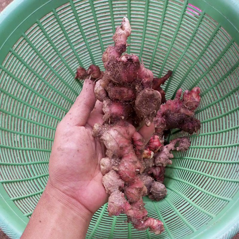 

jahe merah