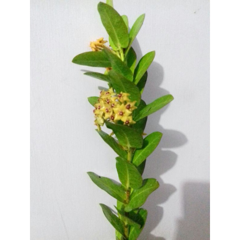 Anggrek hoya cumigiana