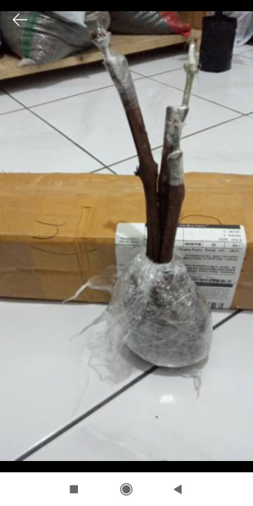 Aneka Bibit Anggur Import Veles, Avatar, Crv, Dll(list Di Deskripsi)