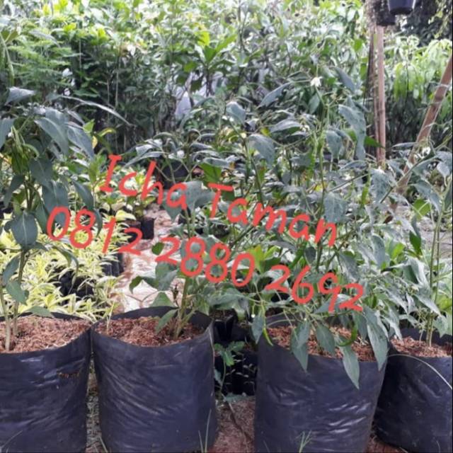 Pohon Cabe Kriting - Bibit Tanaman Pohon Cabe Keriting