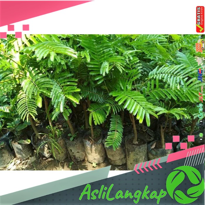 Bibit Petai Super Cepat Berbuah Bibit Petai Hibrida Bibit Petai Jumbo Bibit Petai Murah